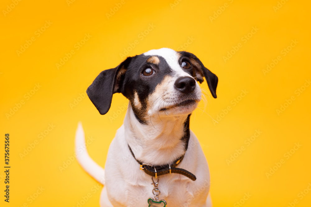 Portraite of adorable, happy puppy of Jack Russell Terrier. Cute smiling dog on bright trendy yellow background. Free space for text. Portraite of adorable, happy puppy of Jack Russell Terrier. Cute smiling dog on bright trendy yellow background. Free space for text.