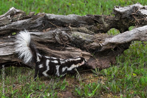 Eastern Spotted Skunk (Spilogale putorius) Stands Next to Log Tail Up Summer photo