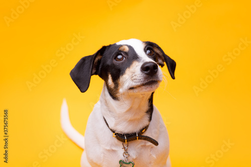 Portraite of adorable, happy puppy of Jack Russell Terrier. Cute smiling dog on bright trendy yellow background. Free space for text.