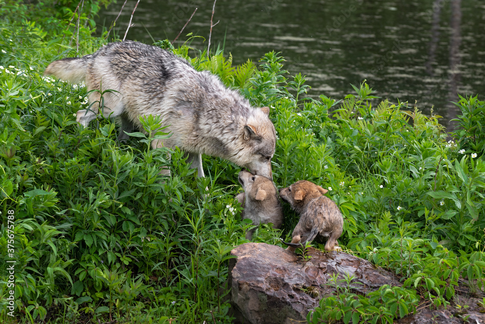 Grey Wolf (Canis lupus) Sniffs at Two Pups on Pond Island Summer Grey Wolf (Canis lupus) Sniffs at Two Pups on Pond Island Summer