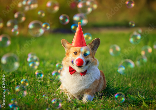 festive portrait of a Corgi puppy in a red cap and a funny clown nose in soap...