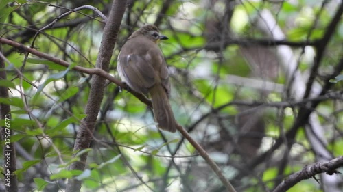 Jungle Babbler in tree UHD MP4 4k  ... photo