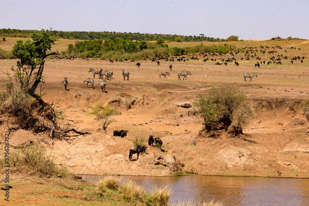 Φωτογραφία Gnus und Zebras vor der Überquerung des Flusses Mara,  in der Masai Mara, Safari in Kenia