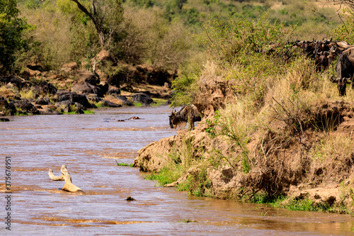 Great Migration, in der Masai Mara, Kenia.