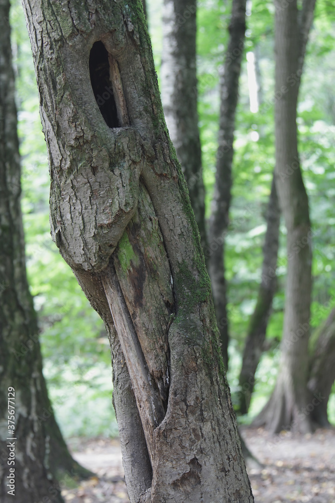 Fototapeta premium old tree with a hollowin in the forest