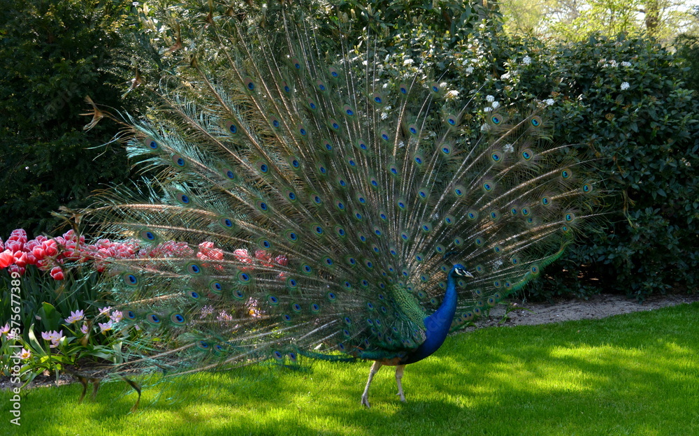 Obraz premium Rad schlagender Pfau