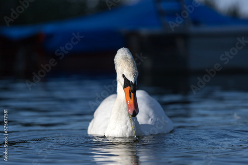Fototapeta Naklejka Na Ścianę i Meble -  a white swan on a lake