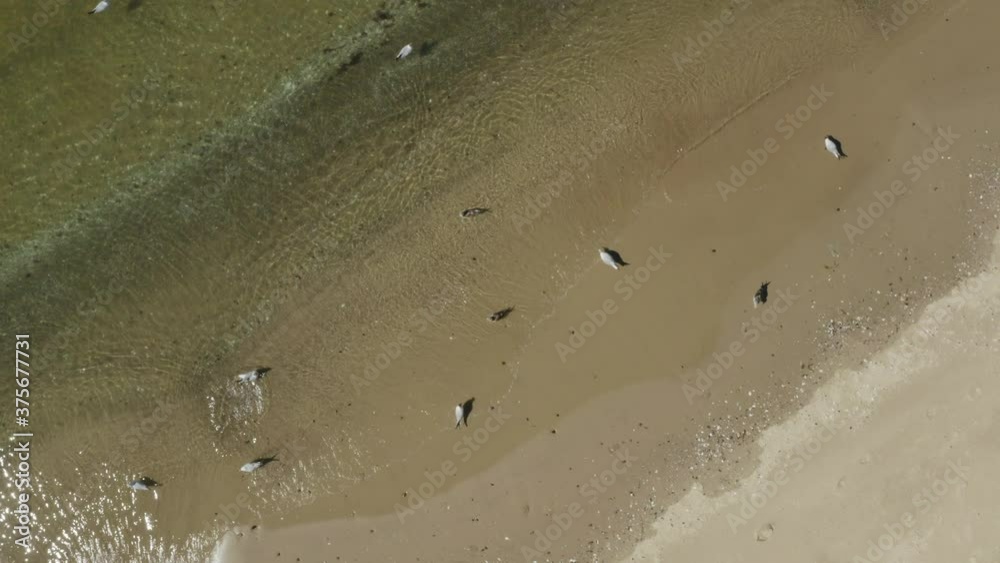 Sea with sandy beach and different birds on sunny day, aerial view. Drone video recording Sea with sandy beach and different birds on sunny day, aerial view. Drone video recording