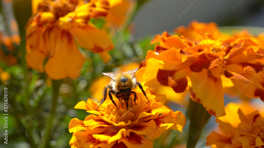A macro shot of a bumblebee collecting pollen from a flower. A macro shot of a bumblebee collecting pollen from a flower.