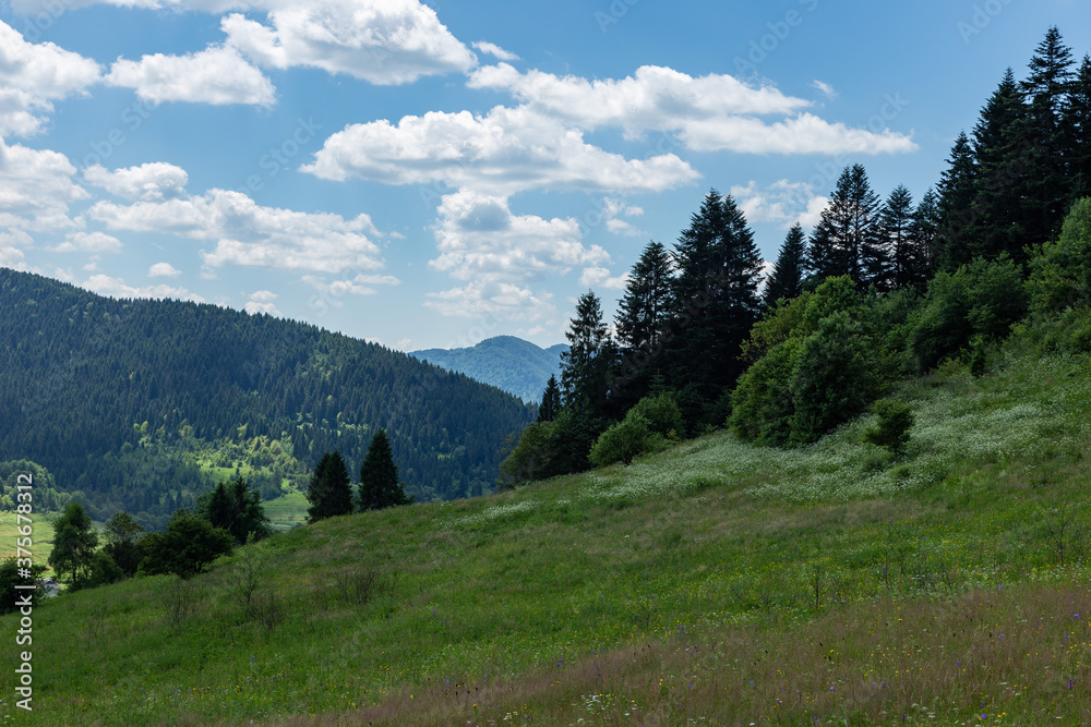 Landscape of the Carpathian Mountains on a beautiful summer day. Carpet of flowering herbs on a background of mountains. A wonderful corner of nature in the summer Carpathians.

