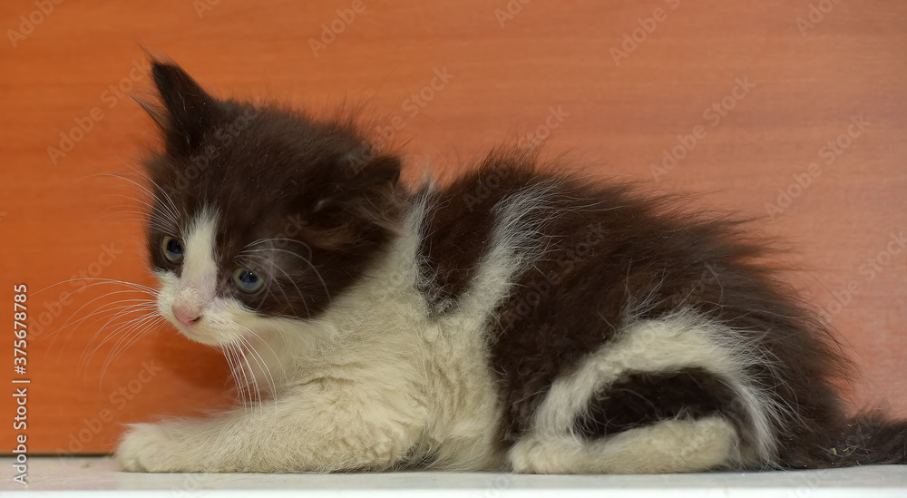 little fluffy black and white kitten