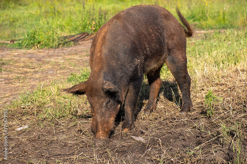a domestic pig that looks like a wild one walks on the street