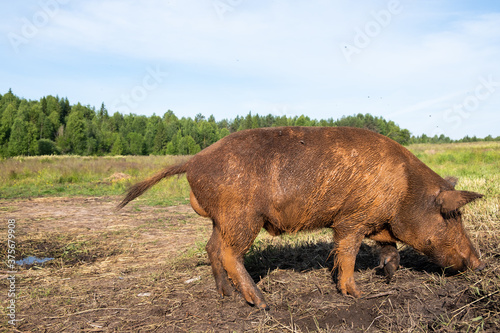 a domestic pig that looks like a wild one walks on the street