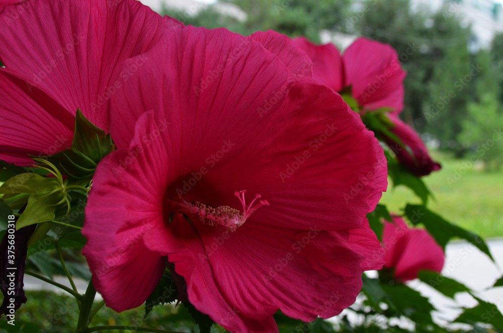 lovely pink hibiscus flowers in city park