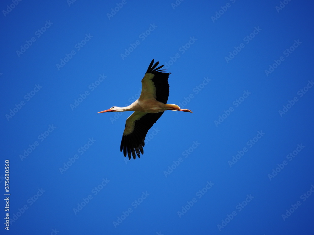 Fototapeta premium OLYMPUS DIGITAL CAMERA