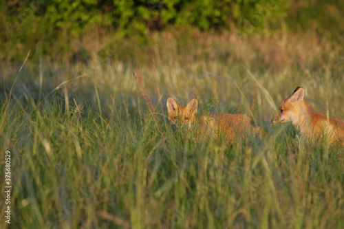 Two young fox cubs are standing in the grass, one of them looks at the camera, the second looks to the side © Олег Алёшин