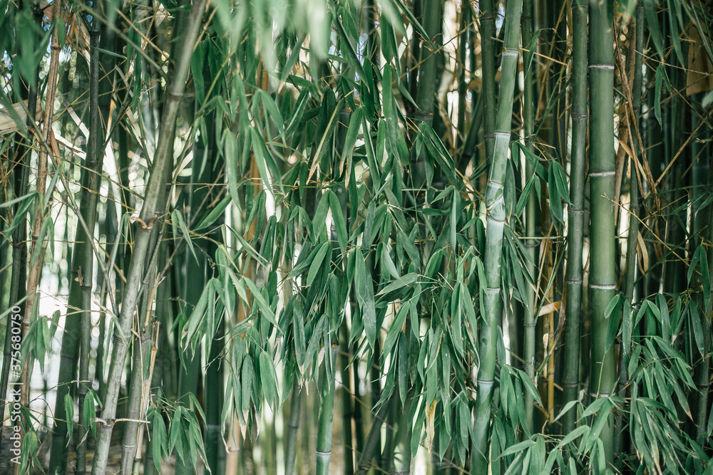 Obraz premium green grass in the wind bamboo
