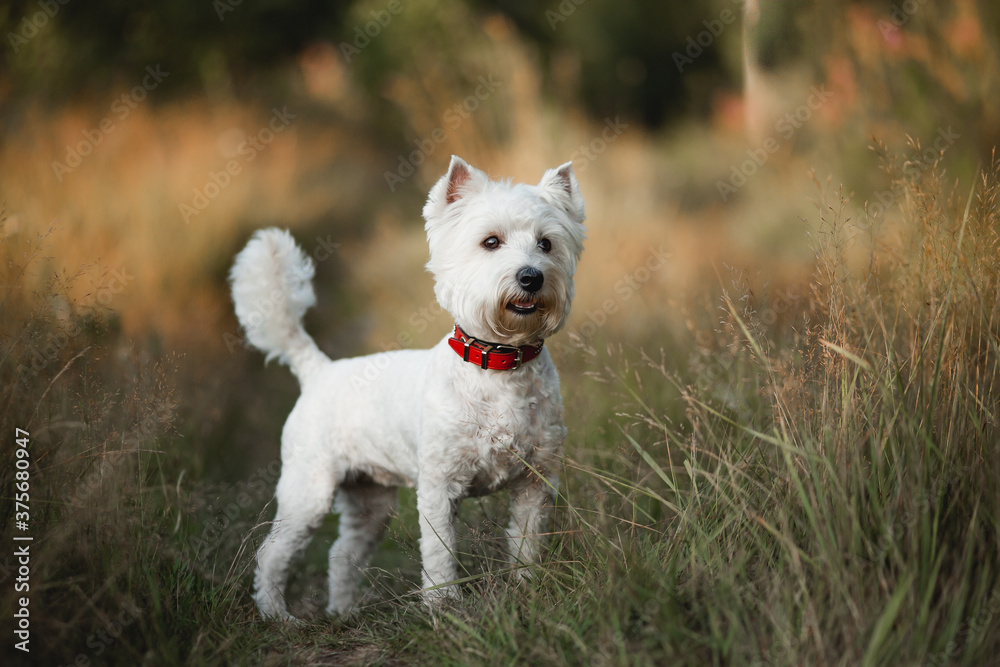 West terrier dog standing in the field West terrier dog standing in the field