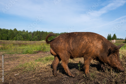 a domestic pig that looks like a wild one walks on the street