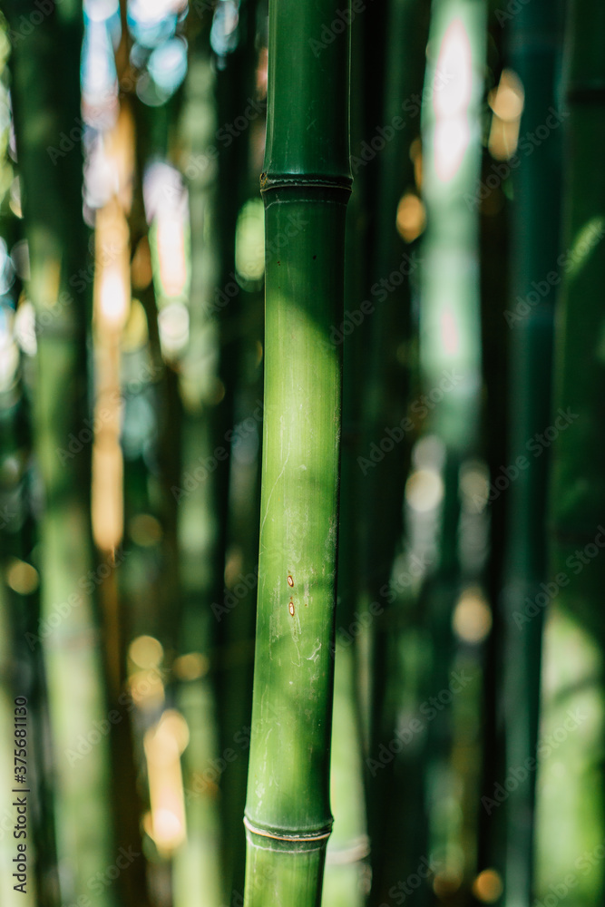 bamboo forest background bamboo forest background