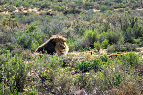 African Lion  Panthera leo  resting in the grass. South Africa.