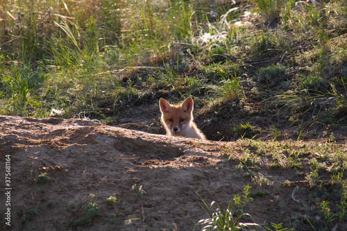 A young fox cub looks from the hole into the camera  only his head is visible