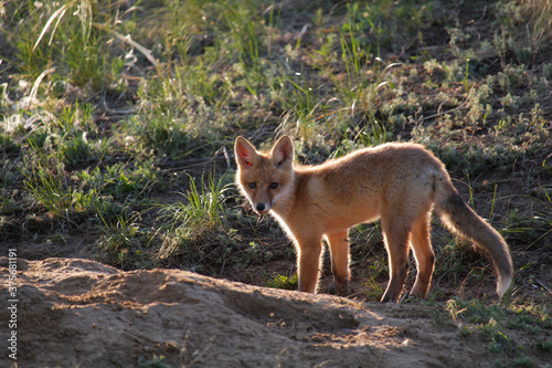 A young fox stands near the hole and looks at the camera in surprise © Олег Алёшин