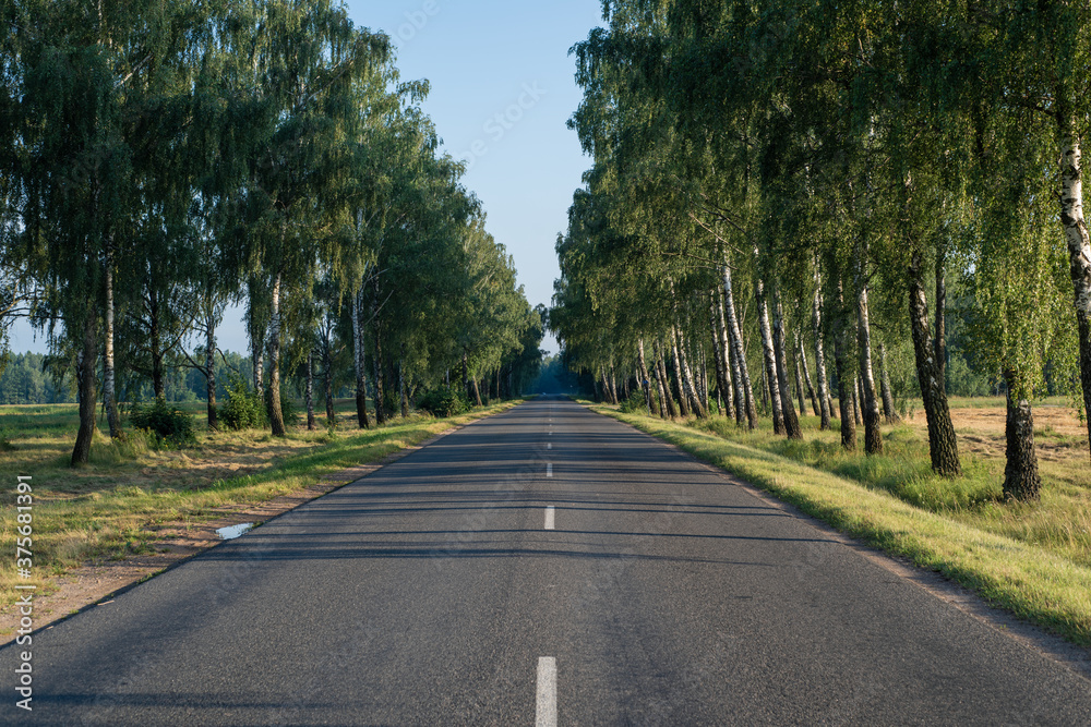 Asphalt road to the distance. Birch trees along the road. Belarusian landscape. Asphalt road to the distance. Birch trees along the road. Belarusian landscape.