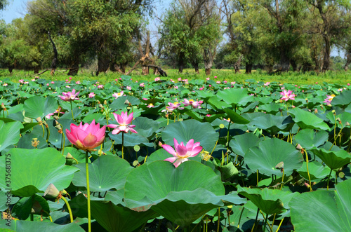 Cuadro en lienzo lotus fields in the Astrakhan region, Russia