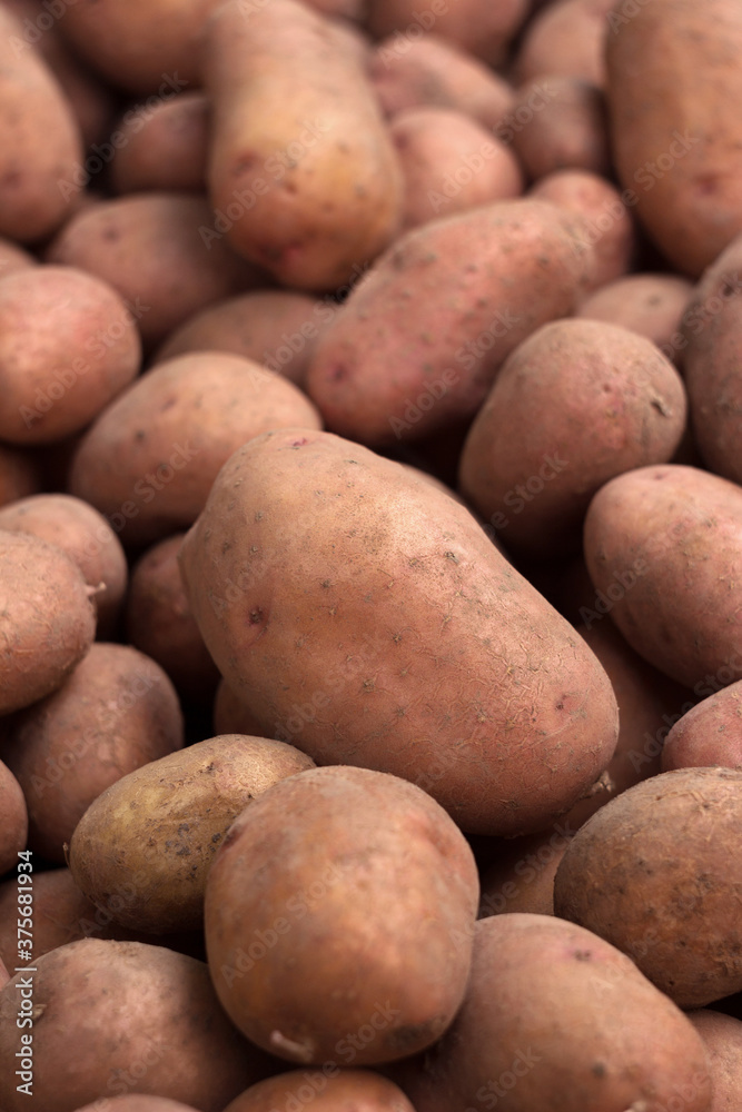 Lots of dug dirty potatoes, background. Harvesting potatoes, healthy vegetables. Agriculture Lots of dug dirty potatoes, background. Harvesting potatoes, healthy vegetables. Agriculture