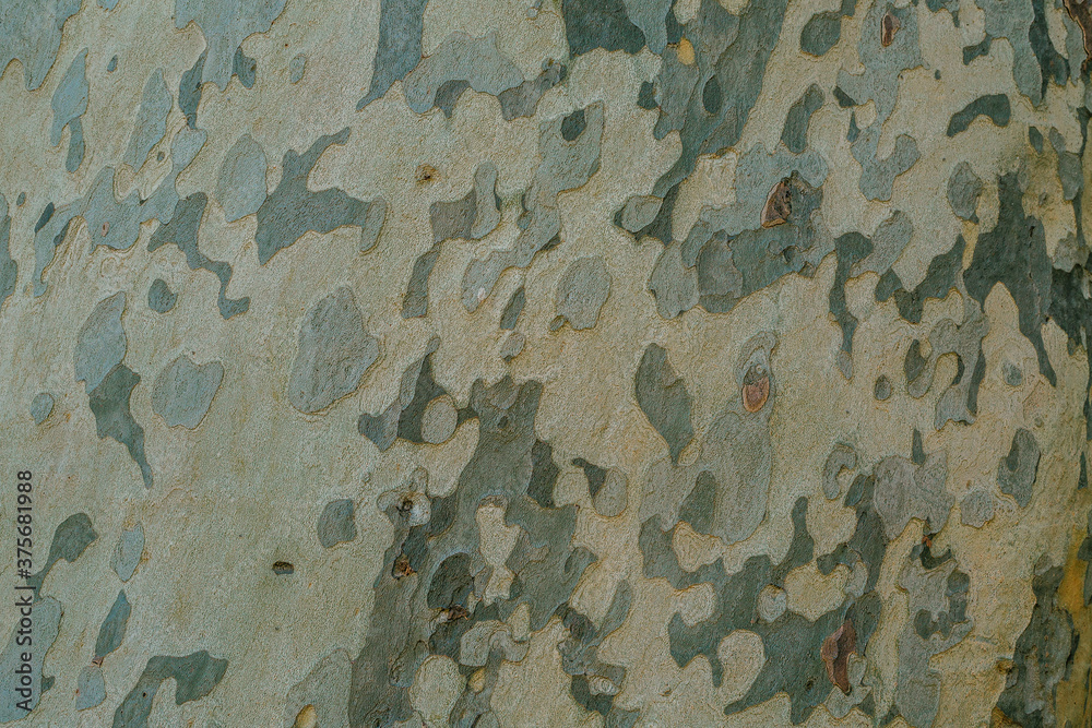 Fototapeta premium camouflage texture background