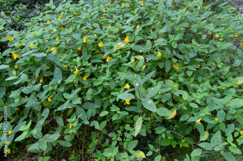 Touch me not Balsam growing in the forest, also called Impatiens noli tangere or Grosses Springkraut