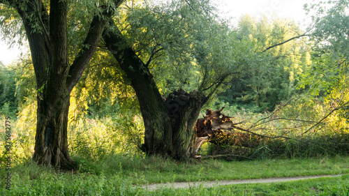 Park w Dolinie Sokołówki (Łódź)