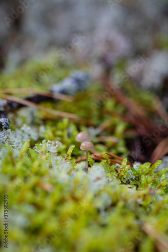 Tiny mushrooms on green moss © Ekaterina