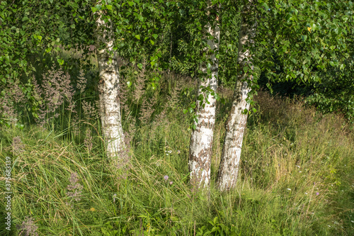 Three white birch trunks against a background of tall grass and green leaves.