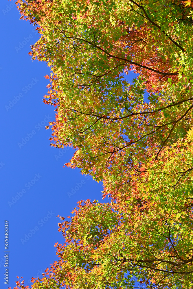 一畑薬師の紅葉 一畑薬師の紅葉