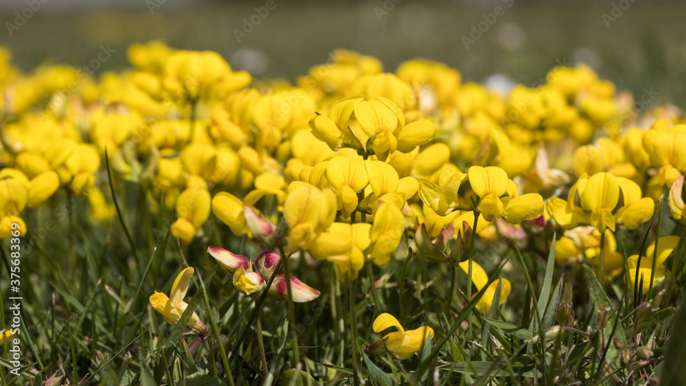 Summer flowers and plants and vegetables
Lotus corniculatus