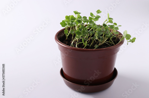 Arugula microgreen in a brown pot on a white background, Closeup