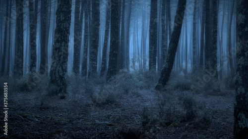 Foggy forest at dusk