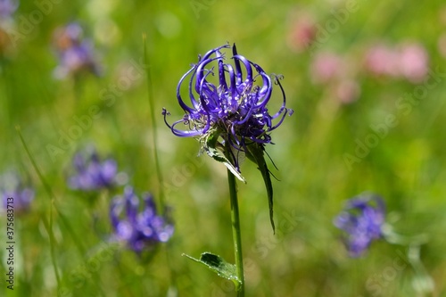 Nice purple flowers of Phyteuma orbiculare, met in Velebit National Park, Dinaric Mountains, Croatia.  photo