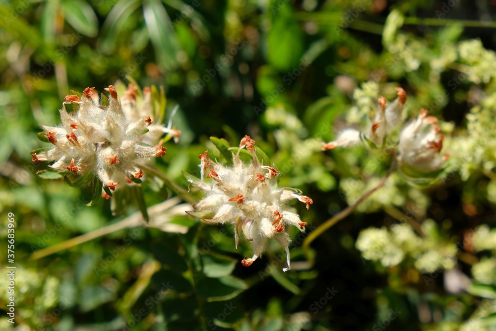Close up of plant Anthyllis vulneraria, met in Velebit National Park, Dinaric Mountains, Croatia. Close up of plant Anthyllis vulneraria, met in Velebit National Park, Dinaric Mountains, Croatia.