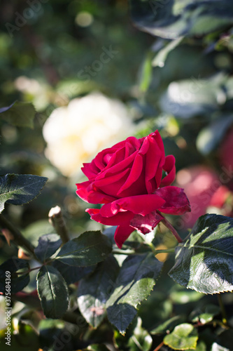Beautiful red velvet rose in the garden