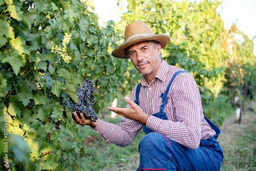Man farmer in the vine, harvesting grapes during wine harvest season in vineyard