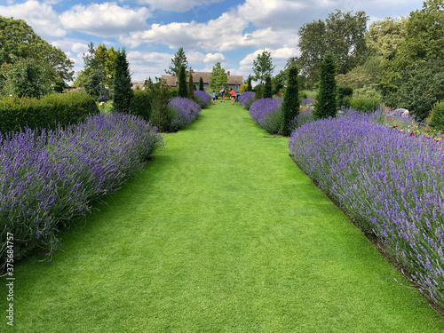 Symmetric, perspective view of grass path with lavender and topiary on both side. RHS Hyde Hall, England, August 2020 photo