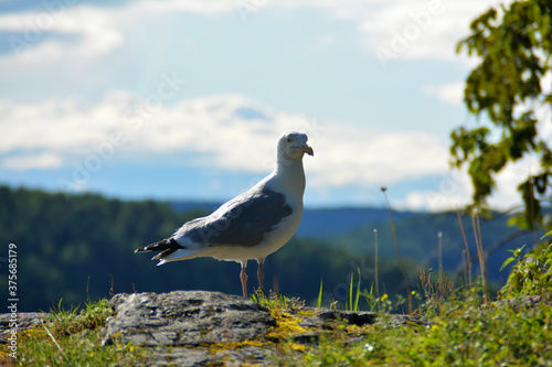 Möwe auf einem Felsen in Drøbak, Seemöwe, Sommer in Drobak am Oslofjord in Norwegen
