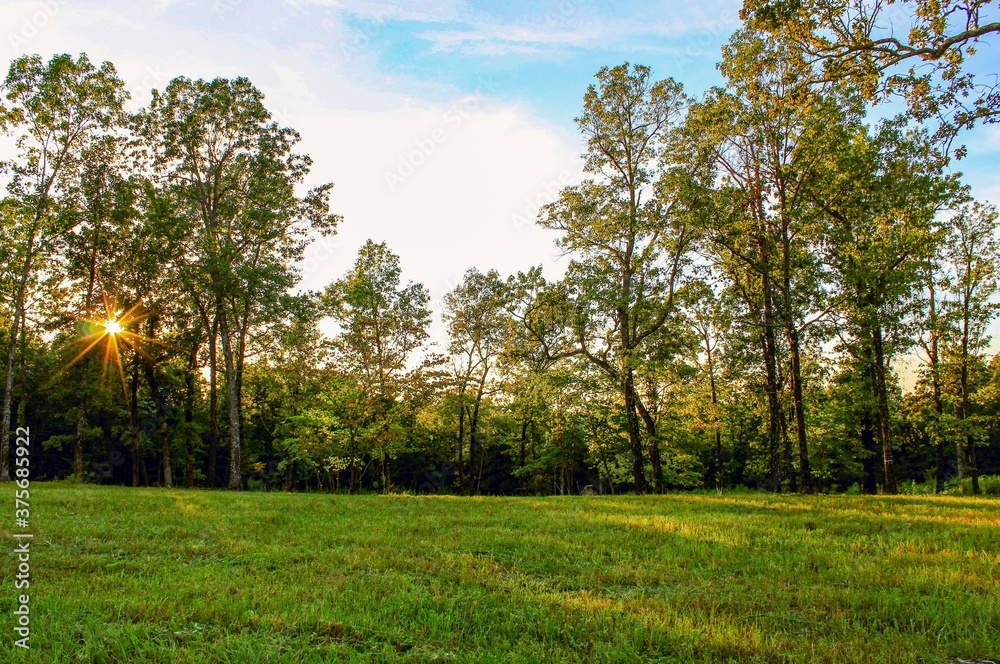 Fototapeta premium Sunrise thru the trees in the field