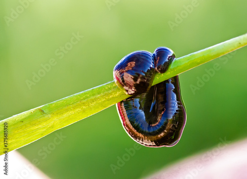 The leech hung on a leaf of the plant. Bloodsucker close-up.