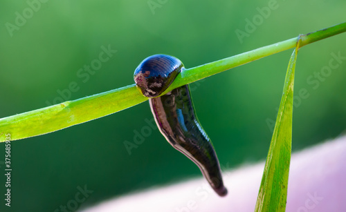 Leech close-up. The river worm holds on to a reed stalk. photo