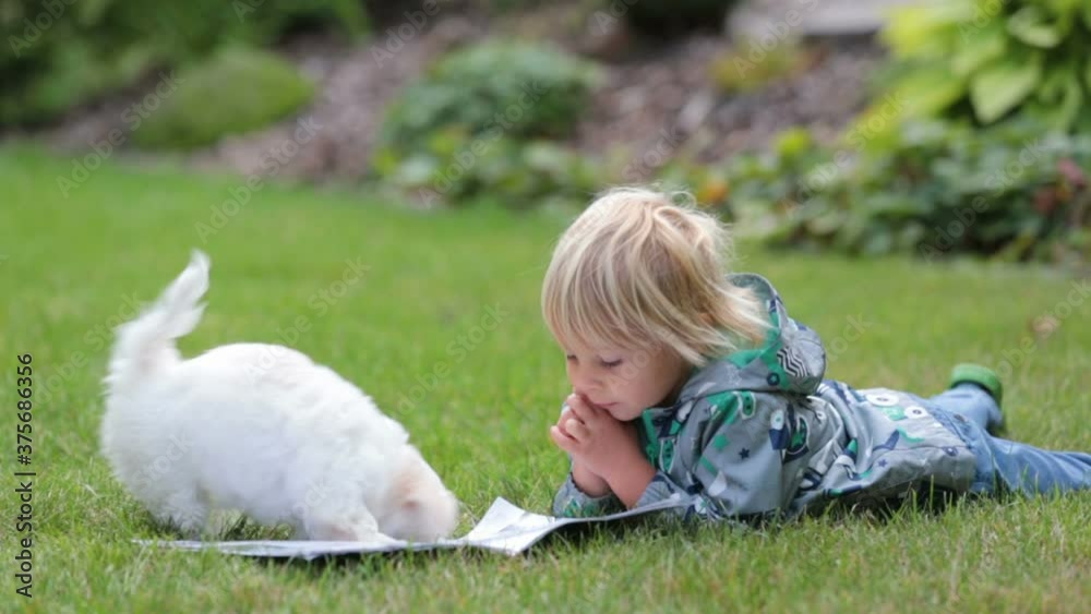 Little toddler child, blond boy, playing with little maltese puppy dog in garden Little toddler child, blond boy, playing with little maltese puppy dog in garden