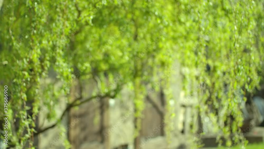 Sun through the willow foliage. Nature background. Beautiful Sun shine through the blowing on wind tree green leaves. Blurred abstract bokeh with sun flare. Slow motion. Close up. Sun through the willow foliage. Nature background. Beautiful Sun shine through the blowing on wind tree green leaves. Blurred abstract bokeh with sun flare. Slow motion. Close up.